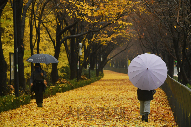 가을비가 내린 19일 오전 우산을 쓴 시민들이 낙엽이 쌓인 서울 성동구 송정제방을 걷고 있다. 기상청은 비가 그친 뒤 북쪽에서 찬 공기가 내려와 기온이 큰 폭으로 떨어질 것이라며, 오는 21일 아침에는 대부분 지역에서 영하권 추위를 보일 것이라 내다봤다./오승현기자 2020.11.19