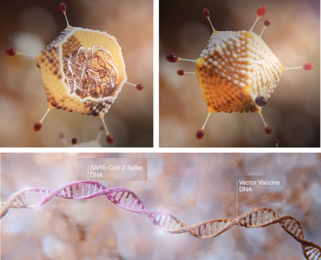 옥스퍼드대학·아스트라제네카가 공동 개발한 코로나19 백신(아데노바이러스 전달체 백신)의 전달체 안팎(위)과 사람의 몸 안에서 코로나19 바이러스의 스파이크 단백질을 만들어내도록 설계된 DNA(아래). /출처=아스트라제네카 홈페이지