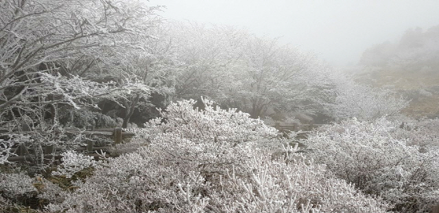 28일 오전 제주 한라산국립공원 진달래밭 일대에 올해 첫눈이 내려 나무마다 눈꽃이 피어 있다./사진제공=한라산국립공원 제공