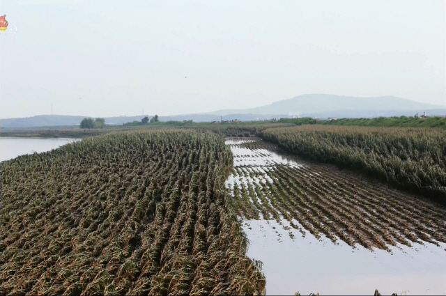 지난 8월 수해를 입은 황해북도 은파군 대청리의 논밭이 물바다가 되고 작물들이 짓이겨져 있다. /연합뉴스