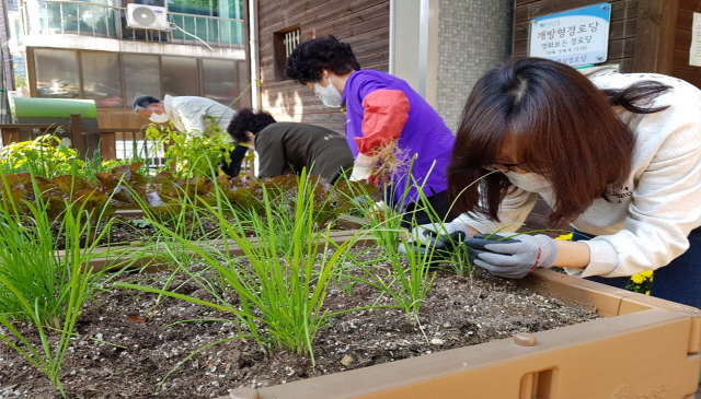 어르신들이 서울 관악구 낙성대동 백설경로당에서 실시 중인 싱싱텃밭 생활원예치유 프로그램에 참여하고 있다./사진제공=관악구