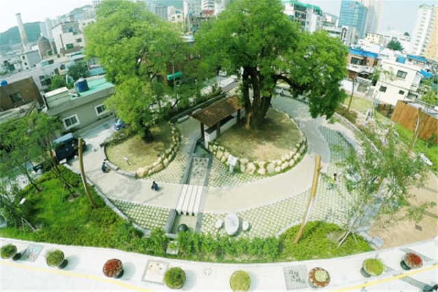 국가산림문화자산으로 지정된 부산 사하구  괴정동 샘터공원 회화나무./사진제공=부산시