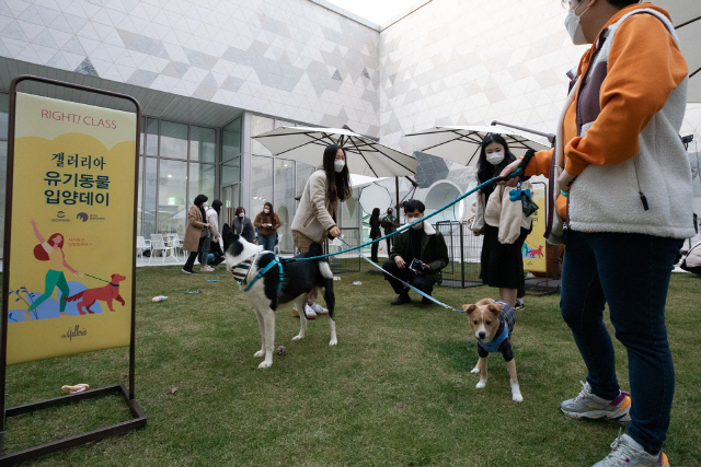 지난 달 25일 갤러리아 광교에서 진행된 ‘유기동물 입양데이’에서 유기견들과 보호자들이 행사를 즐기고 있다./사진제공=갤러리아백화점