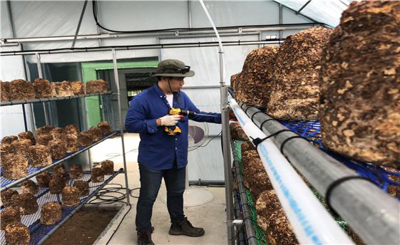 이주한씨가 자신의 시설하우스 농장에서 재배 중인 표고버섯을 살펴보고 있다./사진제공=성주군
