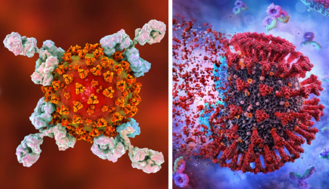 코로나19 항체치료제는 충분한 예방 효과를 얻기까지 1개월이 걸리는 백신과 달리 즉각적인 면역력을 제공, 예방·치료 효과를 발휘하는 장점이 있다.