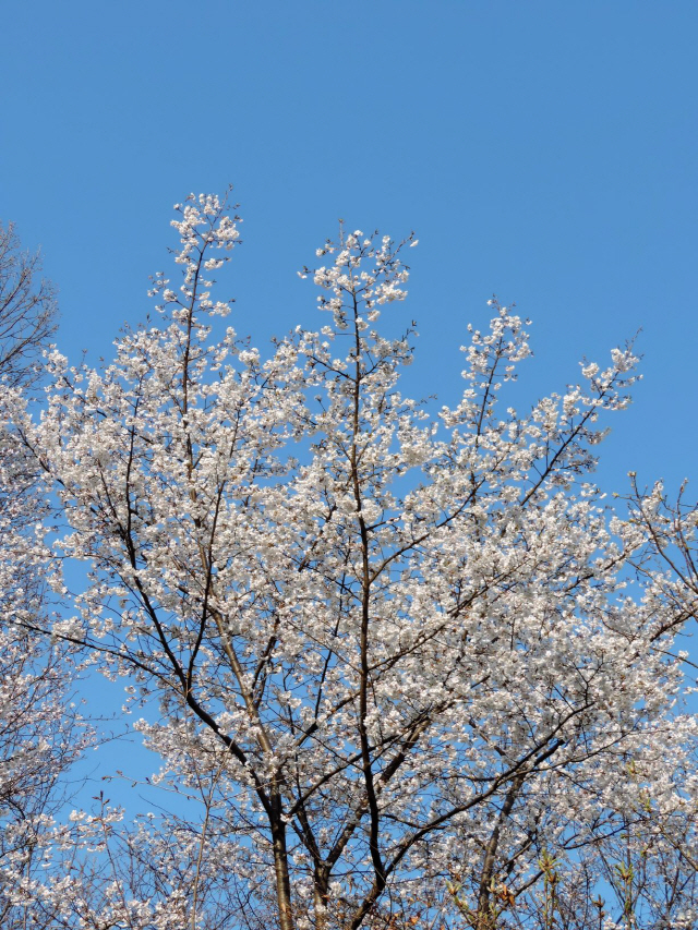 국립수목원, 올벚나무 대량증식법 성공