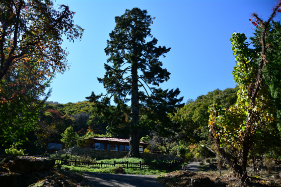 천황사 남암의 천연기념물로 지정된 전나무