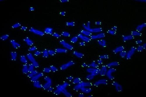 인간의 염색체(청색) 말단에 몰려 있는 텔로미어(녹색)./미 록펠러대 세포 생물학 유전학 랩 제공