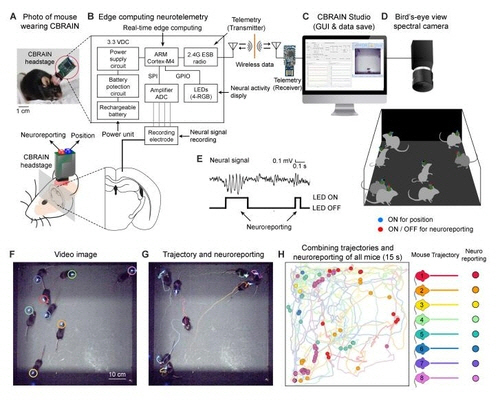 군집 생쥐들의 뇌 활동 모니터링 시스템 CBRAIN 시스템. 하단은 생쥐의 편도체 뇌파를 LED 빛으로 표시한 모습.