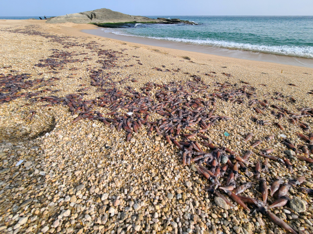손가락만한 오징어 수백마리가 죽은채…강원 해변에 무슨일이