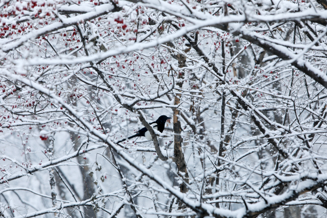 많은 눈이 내린 12일 오후 경기도 고양시에서 까치 한 마리가 눈 쌓인 나무 위에 앉아 있다. /연합뉴스