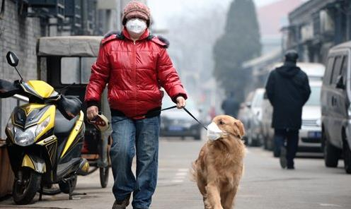 중국의 애완견 산책 모습./글로벌타임스 캡처