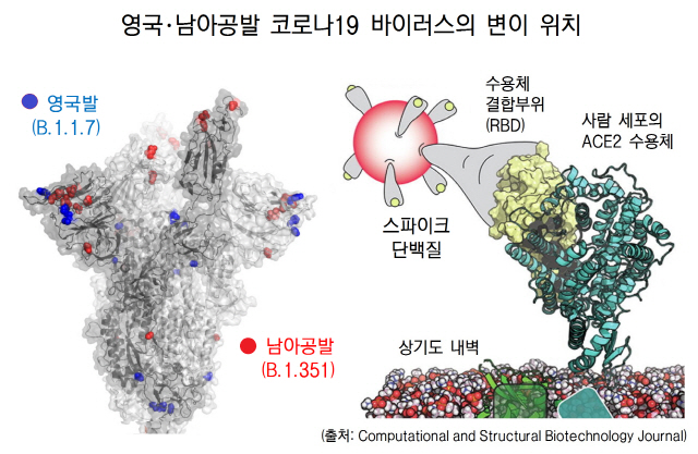 코로나19 바이러스의 3차원 스파이크 구조에 표시한 영국발(파란색)·남아공발(빨간색) 변이 위치에 상당한 차이가 난다. (출처: 기초과학연구원)