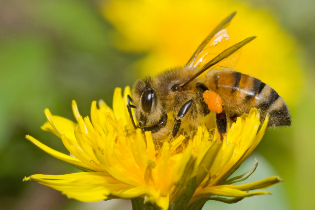 '야생꿀벌 다양성 30년 전보다 25% 급감'
