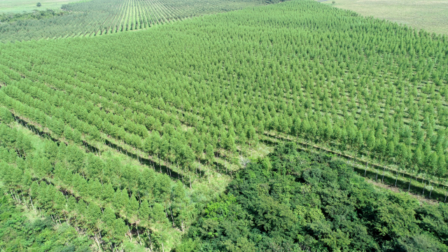 국내기업이 목재생산을 위해 나무를 심은 해외조림사업지. 사진제공=산림청
