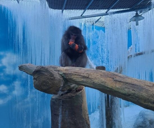 휴장 중인 대구의 한 동물원에서 동물들을 방치했다는 의혹이 제기됐다. 사진은 고드름이 언 우리에서 당근을 먹고 있는 원숭이의 모습./ A동물원 개인 구조자 SNS 캡처