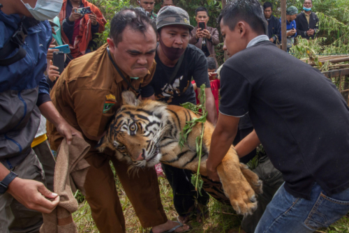 Two Indian tigers escaped during heavy rain  The zookeeper died