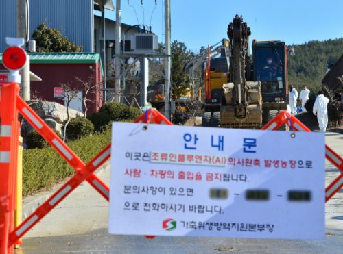 지난달 31일 경북 포항 한 산란계 농장에서 용역업체 관계자가 닭을 살처분하고 있다. /연합뉴스
