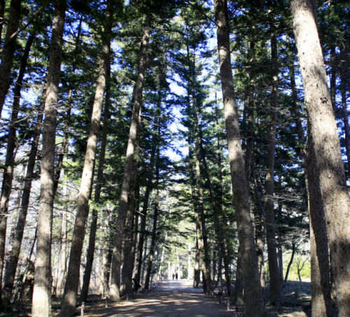 사시사철 인파로 가득한 내소사 ‘전나무숲길’이 코로나19로 여유를 되찾았다.