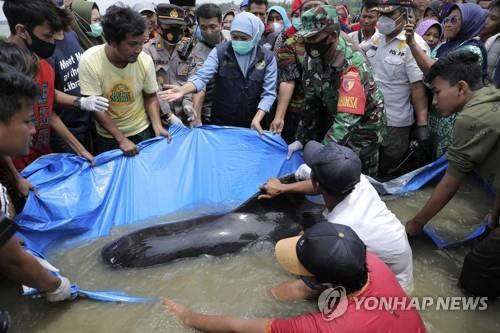 인도네시아 동부 해변서 들쇠고래 52마리 떼죽음