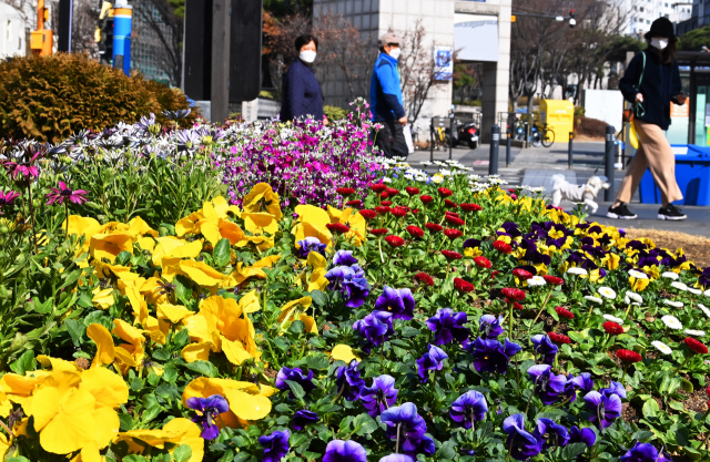 왕십리광장에 심어진 봄의 색