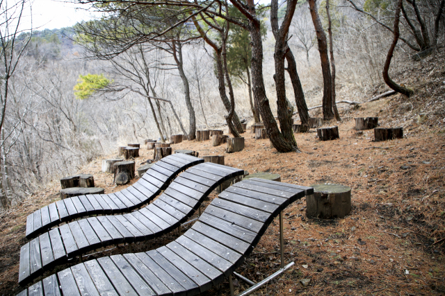 숲길 중간중간에는 방문객들이 천천히 걸으며 삼림욕을 즐길 수 있도록 의자가 놓여 있다. 측백나무 숲길은 천천히 걷으며 사색하기 위해 찾는 곳이다.