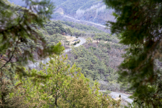 측백나무 숲 정상에서는 제천과 단양을 잇는 36번 국도가 내려다 보인다.