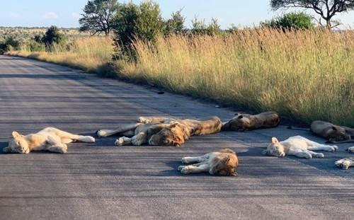 Wildlife experts who ignore safety rules…  Male lion attacked and killed