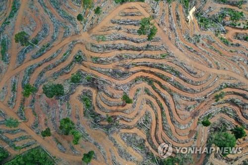 ‘Destruction of rainforest as much as France in 17 years…