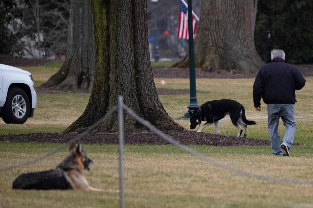조 바이든 미국 대통령의 반려견 챔프(왼쪽)와 메이저가 백악관 잔디에서 산책 중이다./AFP연합뉴스