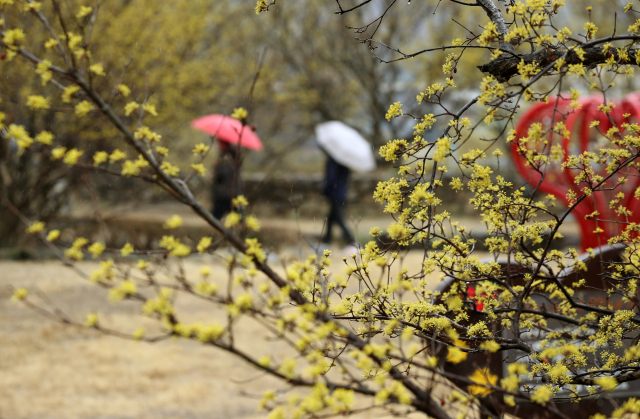 [오늘의 날씨]  전국 흐린 가운데 봄비 내린다