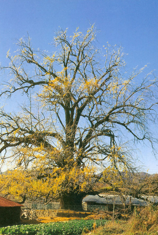 천연기념물 제320호로 지정된 부여군 내산면 주암리 은행나무. /사진제공=문화재청