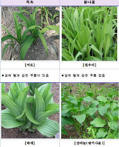 생김새가 닮은 봄나물과 독초 /연합뉴스=식품의약품안전처 제공