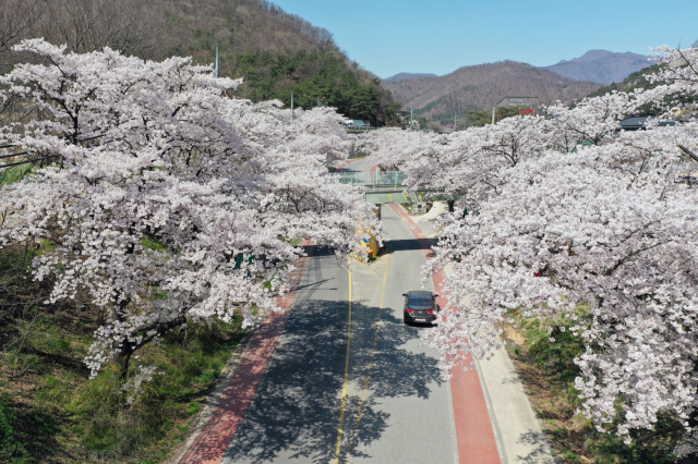 진남숲 벚꽃터널