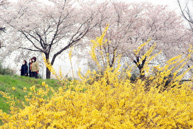 24일 오후 대구 동구 아양교 인근에 봄꽃이 만발해 눈길을 끌고 있다. /대구=연합뉴스