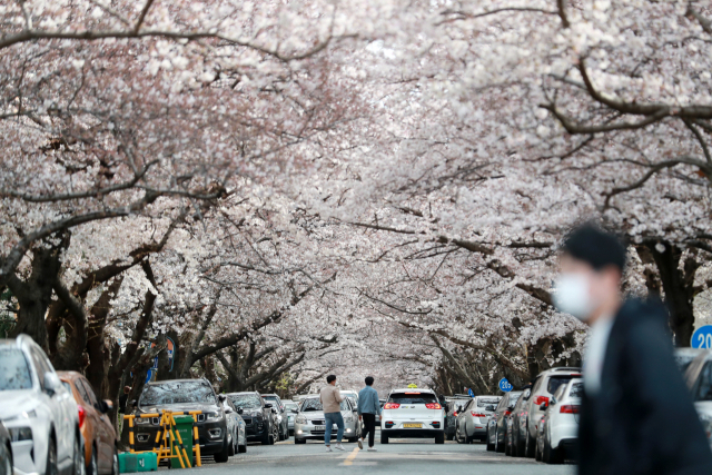 서울, 어제 첫 벚꽃…관측 이래 가장 빨라
