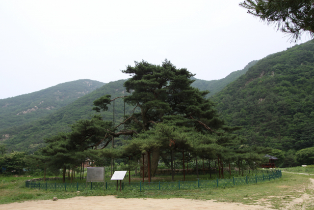 충북 보은 속리산에 있는 천연기념물 제352호 ‘서원리 소나무’