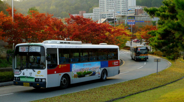 울산 율리와 꽃바위를 오가는 시내버스. /사진제공=울산시