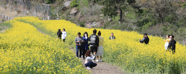 지난 23일 오전 제주 서귀포시 안덕면 산방산을 찾은 관광객들이 유채꽃길에서 사진을 찍고 있다. /연합뉴스