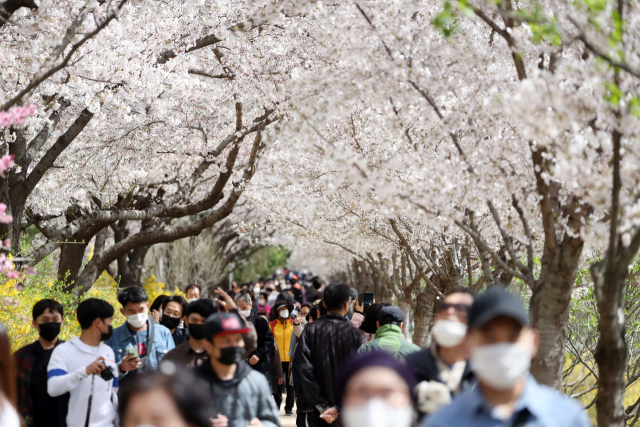 3월의 마지막 일요일인 28일 지역 명소마다 만발한 벚꽃을 즐기려는 상춘객의 발길이 이어졌다. /연합뉴스