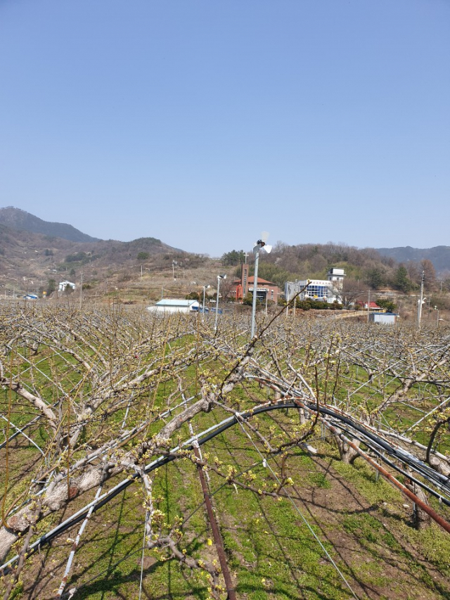 농진청, '과수·인삼농가' 봄철 저온 피해 예방 당부