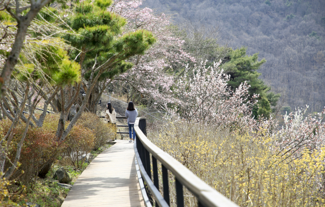 ‘천상의 바람길’ 초입에 노란색 산수유꽃과 분홍색 벚꽃이 만개해 방문객들을 맞고 있다.
