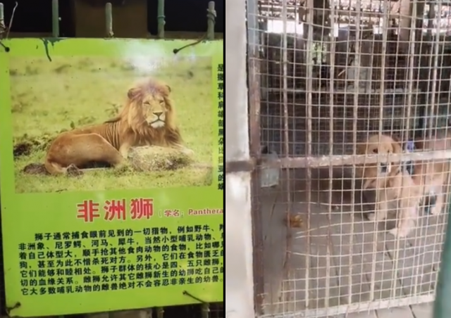 쓰촨성 시창에 위치한 한 동물원 사자 우리에 골든 리트리버가 들어가 있는 모습. /출처=웨이보