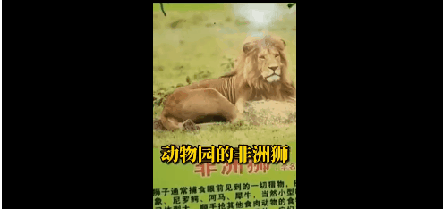 [영상]사자 대타 뛰는 골든 리트리버? 해도해도 너무한 中 동물원