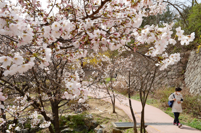 종로구 서울 한양도성 ‘인왕산 자락길’의 벚꽃. 이 길은 사직단에서 시작돼 부암동까지 3.2㎞ 구간이 이어진다.