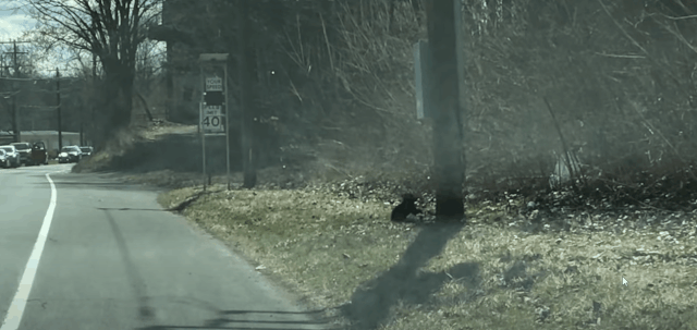 미국 코네티컷주 윈체스터의 한 도로에서 아가 곰이 나무에 오르고 있다./출처=ViralHog 유튜브