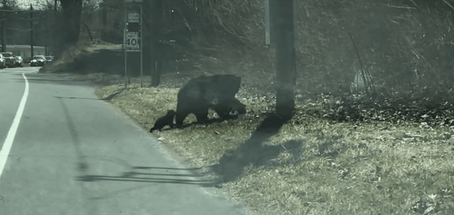 미국 코네티컷주 윈체스터의 한 도로에서 어미 곰과 아가 곰이 길을 건너고 있다./출처=ViralHog 유튜브
