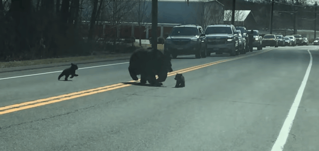 미국 코네티컷주 윈체스터의 한 도로에서 어미 곰과 아가 곰이 길을 건너고 있다./출처=ViralHog 유튜브