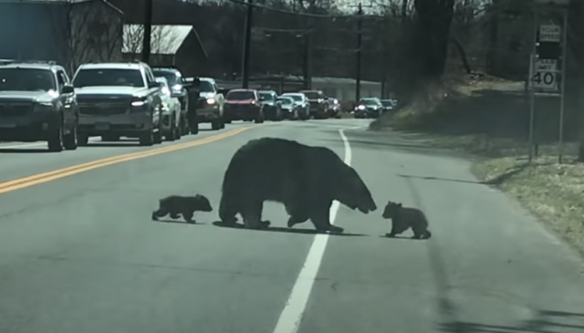 [영상]엄마 곰도 육아는 힘들어…말썽꾸러기 아기곰 네 마리와 길 건너기 고군분투