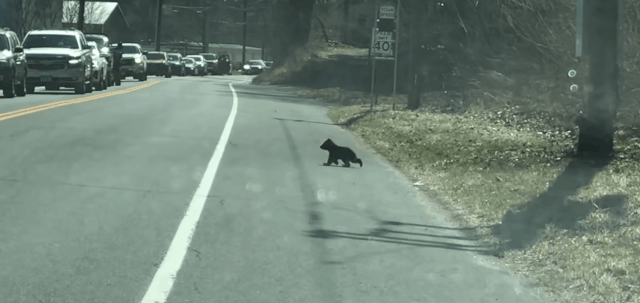미국 코네티컷주 윈체스터의 한 도로에서 아가 곰이 어미 곰을 따라 길을 건너고 있다./출처=ViralHog 유튜브